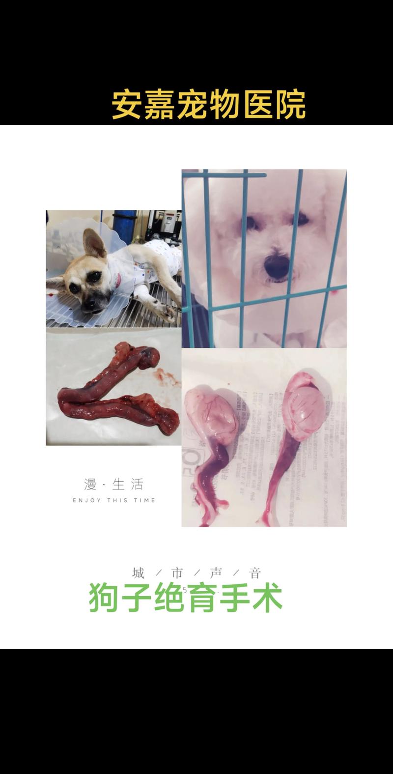 静养喂食勤检查,恢复健康靠主人(母狗做完绝育手术后需要注意什么) 静养喂食勤检查,恢复健康靠主人(母狗做完绝育手术后需要注意什么)
