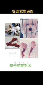 静养喂食勤检查，恢复健康靠主人（母狗做完绝育手术后需要注意什么）