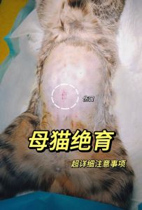 母猫绝育好处多，健康长寿性格好（母猫绝育的好处与坏处）