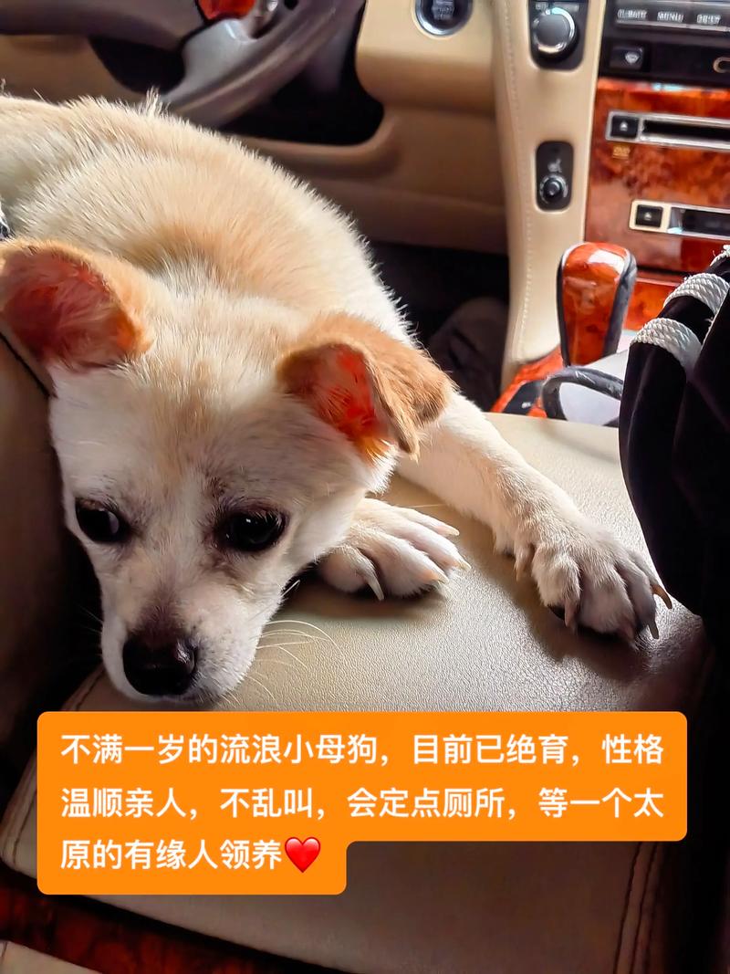 小母狗绝育最佳时间?6-8个月看个体!(小母狗绝育什么时候比较好) 小母狗绝育最佳时间?6-8个月看个体!(小母狗绝育什么时候比较好)