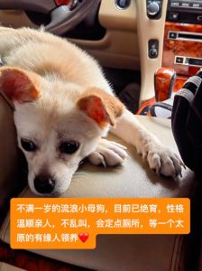 小母狗绝育最佳时间？6-8个月看个体！（小母狗绝育什么时候比较好）