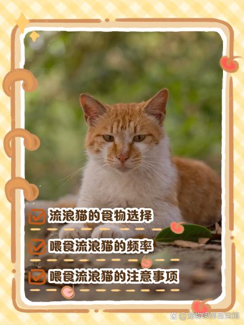 科学喂养流浪猫,健康又环保(流浪猫一天喂一顿会饿吗) 科学喂养流浪猫,健康又环保(流浪猫一天喂一顿会饿吗)