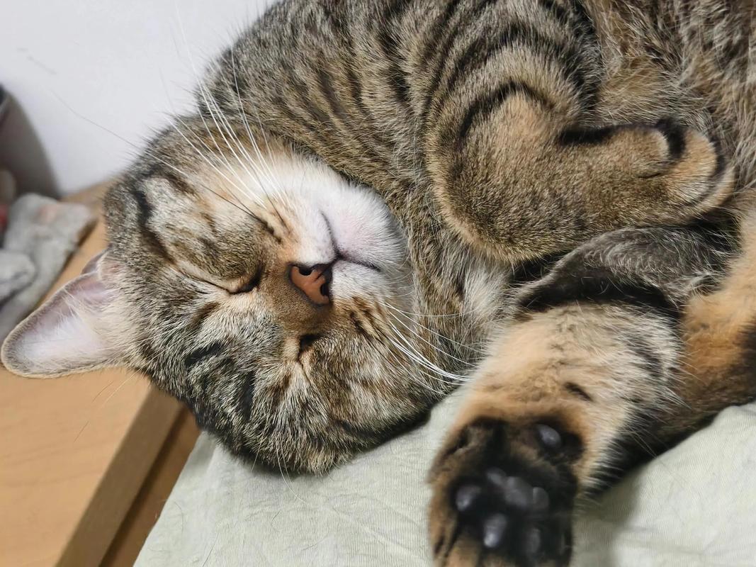 警惕!与猫同睡有健康风险,需注意防范(经常和小猫在一起睡的坏处) 警惕!与猫同睡有健康风险,需注意防范(经常和小猫在一起睡的坏处)