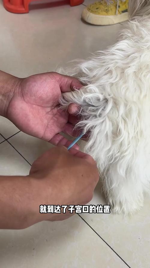 母狗绝育好处多,健康少烦恼(母狗怎么做绝育) 母狗绝育好处多,健康少烦恼(母狗怎么做绝育)
