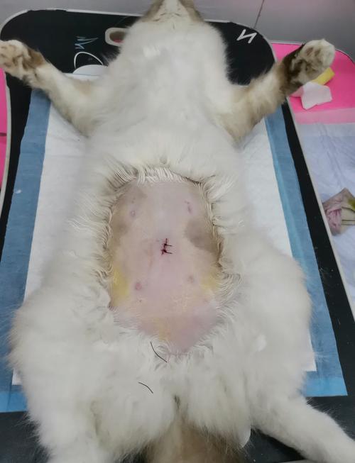 五六岁母猫绝育好处多(母猫五六岁了还建议做绝育吗) 五六岁母猫绝育好处多(母猫五六岁了还建议做绝育吗)