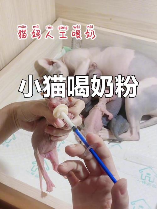 幼猫拒奶粉怎么办?(猫喂奶粉也不吃怎么办) 幼猫拒奶粉怎么办?(猫喂奶粉也不吃怎么办)