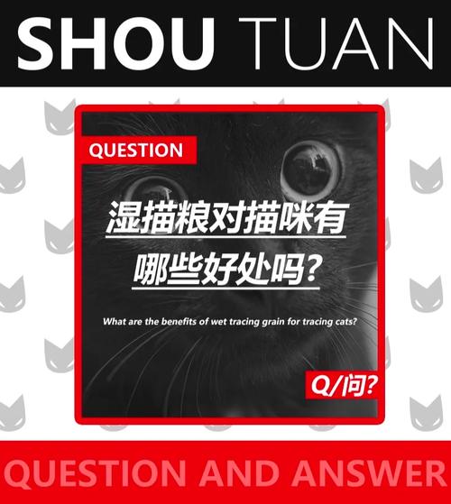 猫咪爱吃湿粮不吃干粮怎么办?(猫咪只吃湿粮不吃干粮怎么办) 猫咪爱吃湿粮不吃干粮怎么办?(猫咪只吃湿粮不吃干粮怎么办)