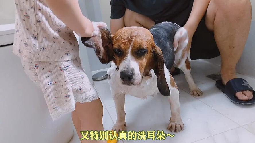 奖励乖狗狗,正向引导,爱伴成长(乖狗狗需要爸爸给你奖励吗) 奖励乖狗狗,正向引导,爱伴成长(乖狗狗需要爸爸给你奖励吗)