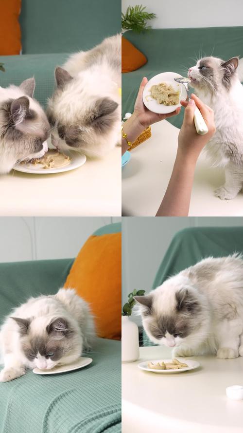 湿粮易腐败粘牙,小猫吃完多久能吃干粮?(给猫吃湿粮有什么坏处) 湿粮易腐败粘牙,小猫吃完多久能吃干粮?(给猫吃湿粮有什么坏处)