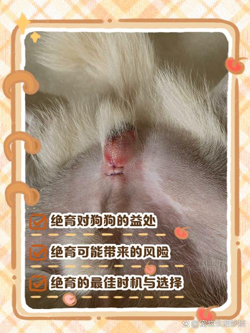 狗狗绝育好处多,风险需了解(狗狗需要绝育吗) 狗狗绝育好处多,风险需了解(狗狗需要绝育吗)