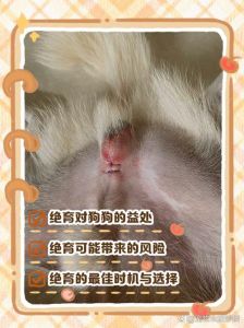 绝育后狗狗情绪波动？别担心，多给关爱它就懂了（狗会因为绝育恨主人吗）