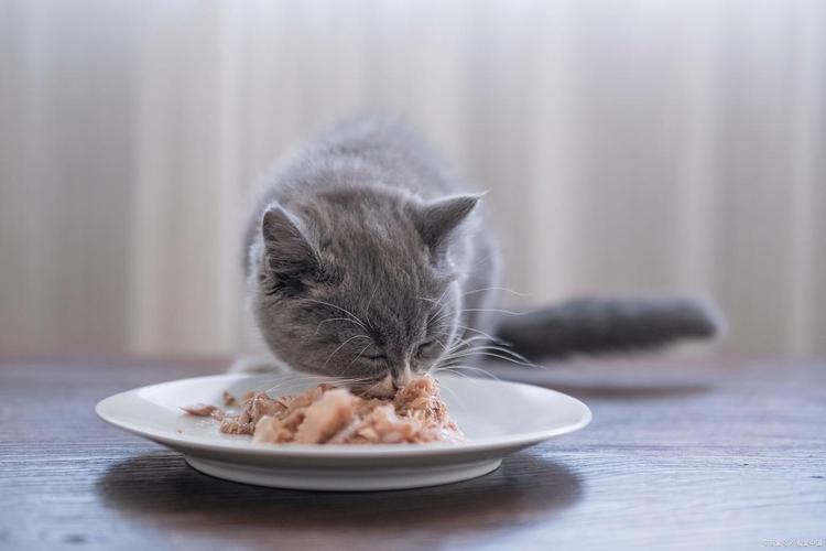 猫咪掉毛多?喂食助排毛,梳毛勤打理(猫吃什么排毛效果最好) 猫咪掉毛多?喂食助排毛,梳毛勤打理(猫吃什么排毛效果最好)