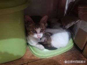 母猫出走10天，绝育与否决定能否回，积极寻猫莫放弃（母猫出走10天了还会回来吗）