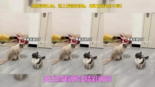 公猫发情期离家出走怎么办?(公猫发情离家出走多久会回来) 公猫发情期离家出走怎么办?(公猫发情离家出走多久会回来)