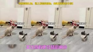 公猫发情期离家出走怎么办？（公猫发情离家出走多久会回来）