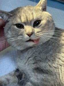 猫咪绝育好处多，风险需权衡（家养猫咪一定要绝育吗）