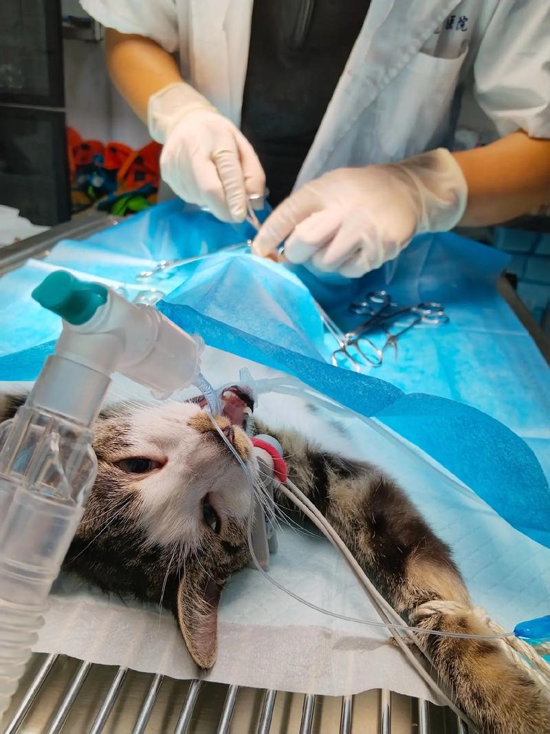 养猫绝育利弊大,健康幸福需权衡(宠物猫绝育好处和坏处) 养猫绝育利弊大,健康幸福需权衡(宠物猫绝育好处和坏处)