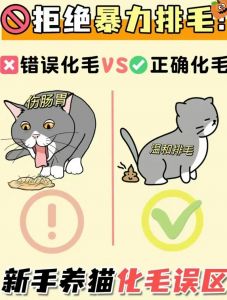 梳毛洗澡均衡饮食，猫咪排毛全面护理（猫咪排毛最好的方法）
