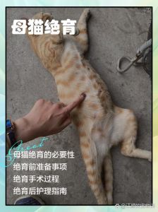 母猫绝育看年龄，好处坏处要知晓（母猫为什么不要太早绝育）