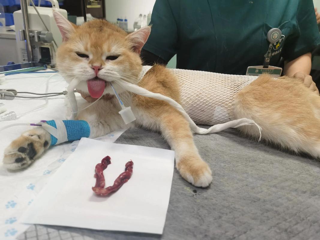 母猫产后2月绝育佳,恢复好,小猫独立,手术需兽医评估(母猫生完以后多久可以绝育) 母猫产后2月绝育佳,恢复好,小猫独立,手术需兽医评估(母猫生完以后多久可以绝育)