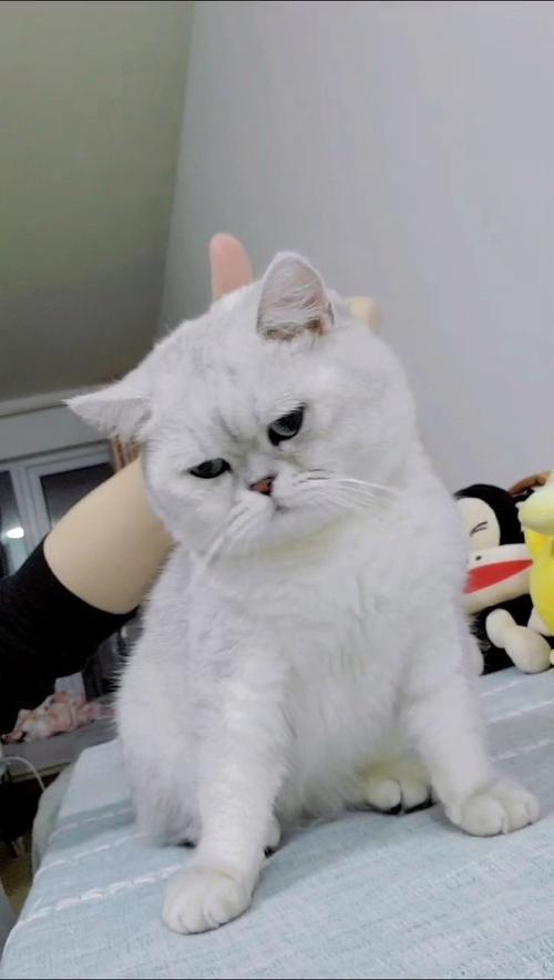 公猫发情期出走,几天回?(公猫发情离家出走10天还活着吗) 公猫发情期出走,几天回?(公猫发情离家出走10天还活着吗)
