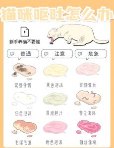 猫咪呕吐怎么办？速看应对指南！（猫咪呕吐最快解决办法）