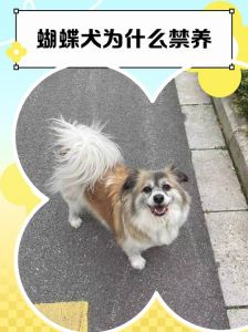 蝴蝶结狗狗市集成焦点，主人爱意满满引路人拍照（狗狗+蝴蝶结+群+聊天记录）