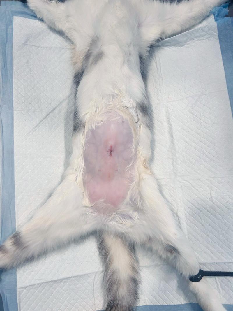 四岁母猫绝育好处多,健康风险低(四岁的母猫做绝育会不会太晚了) 四岁母猫绝育好处多,健康风险低(四岁的母猫做绝育会不会太晚了)