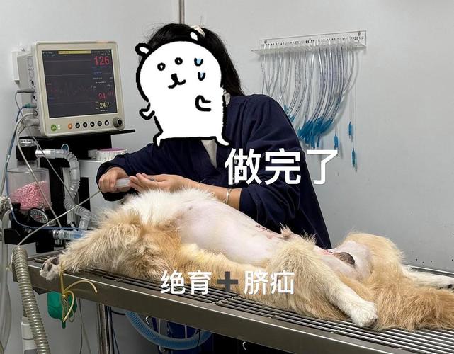 激素代谢伤口愈合与行为调整(公狗绝育后多久彻底不能) 激素代谢伤口愈合与行为调整(公狗绝育后多久彻底不能)
