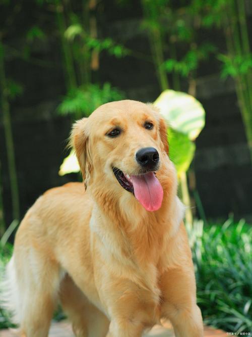 50热门宠物犬性格,高清美图赏析!(狗狗图片大全大图) 50热门宠物犬性格,高清美图赏析!(狗狗图片大全大图)