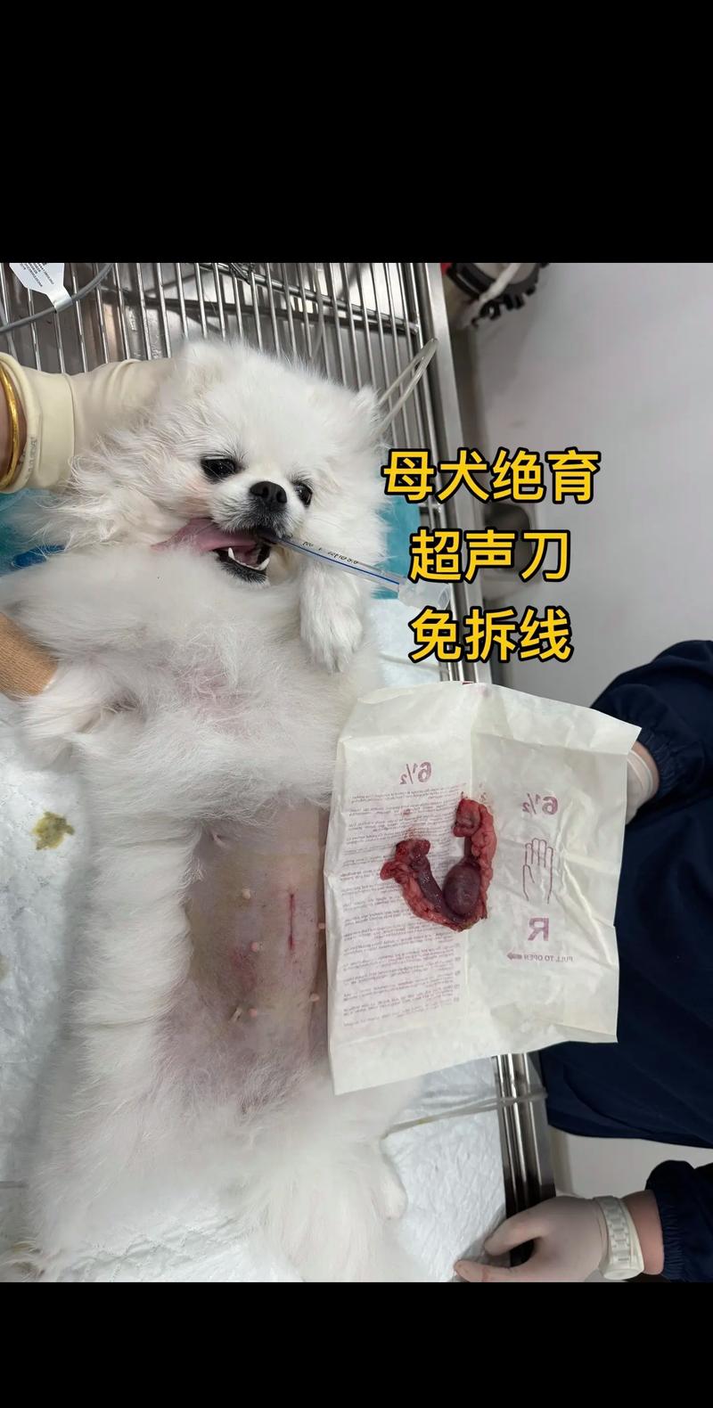 母狗绝育安全有效,预防疾病,春秋恢复快(母狗可以做绝育手术吗) 母狗绝育安全有效,预防疾病,春秋恢复快(母狗可以做绝育手术吗)