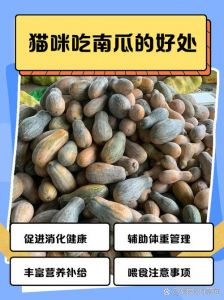 猫咪吃南瓜好处多，助消化又健康（猫咪吃南瓜的好处和坏处）