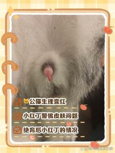 公猫绝育后蛋蛋残留？绝育后异常怎么办？（为什么公猫嘎完还有蛋）