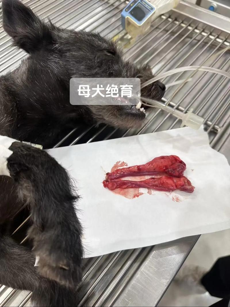 母狗绝育好处多,健康安稳少烦恼(母狗能绝育吗) 母狗绝育好处多,健康安稳少烦恼(母狗能绝育吗)