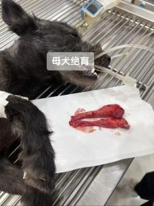 母狗绝育好处多，健康安稳少烦恼（母狗能绝育吗）