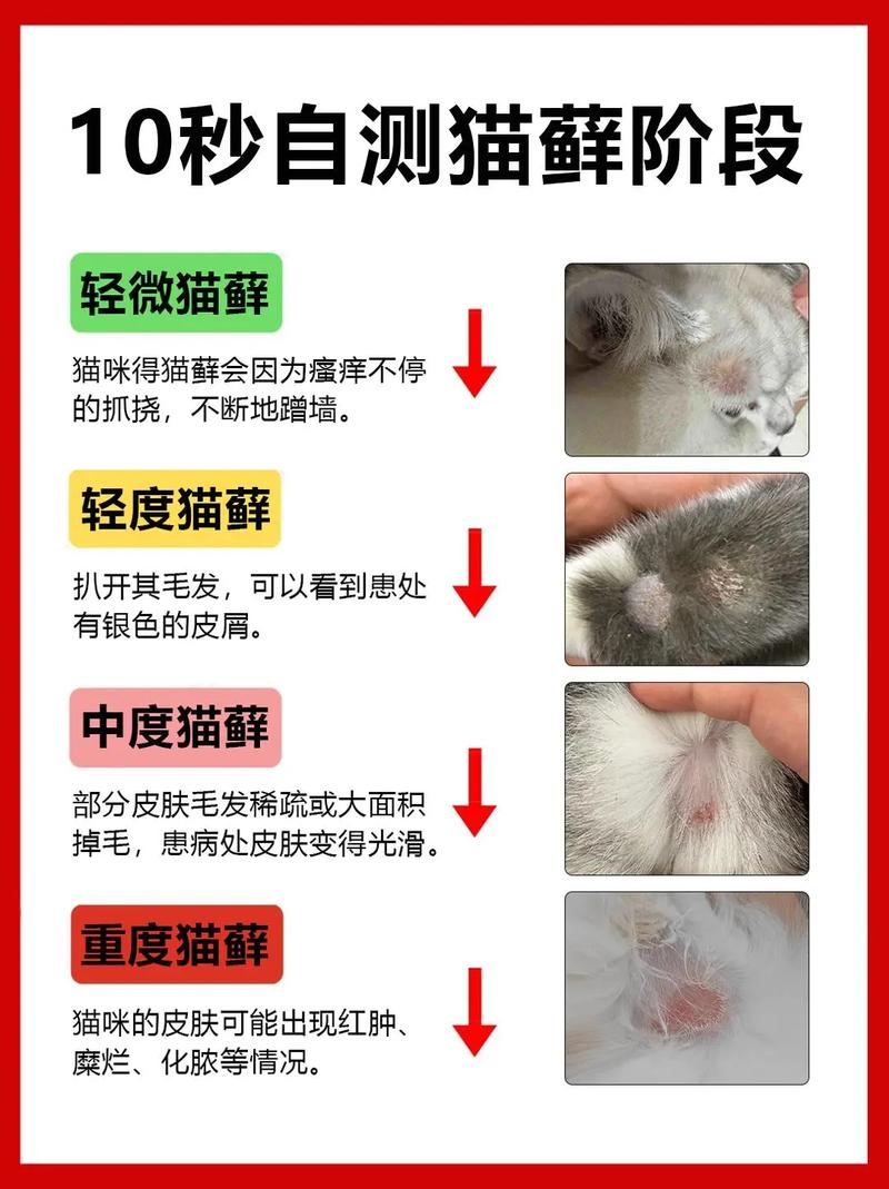 猫咪掉毛与情绪有关,梳毛清洁饮食调节,改善毛发健康(猫掉毛最好的解决办法) 猫咪掉毛与情绪有关,梳毛清洁饮食调节,改善毛发健康(猫掉毛最好的解决办法)