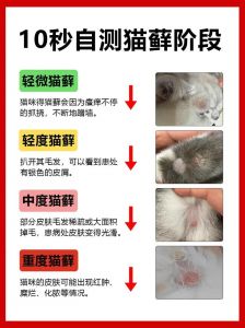 猫咪掉毛与情绪有关，梳毛清洁饮食调节，改善毛发健康（猫掉毛最好的解决办法）