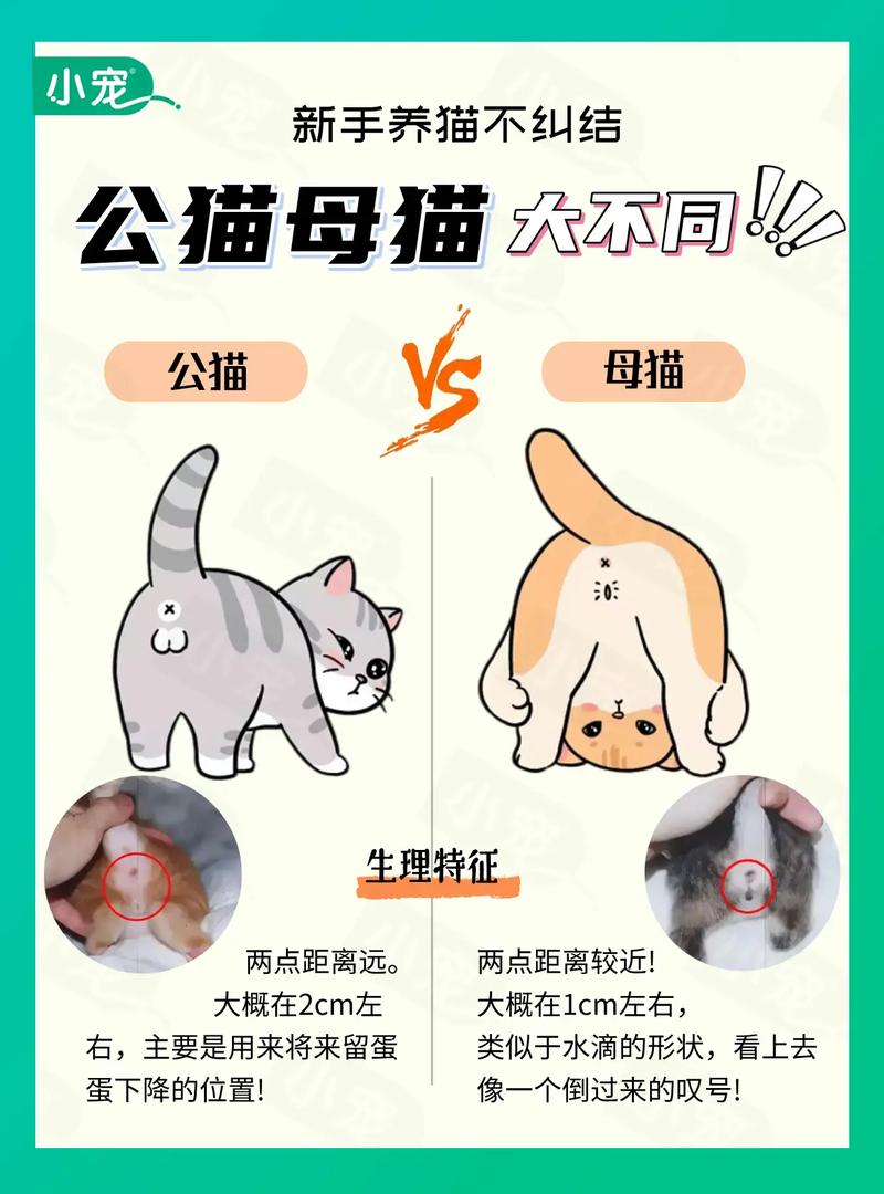 公猫发情期易出走,绝育可避免(公猫出走一般几天回来) 公猫发情期易出走,绝育可避免(公猫出走一般几天回来)
