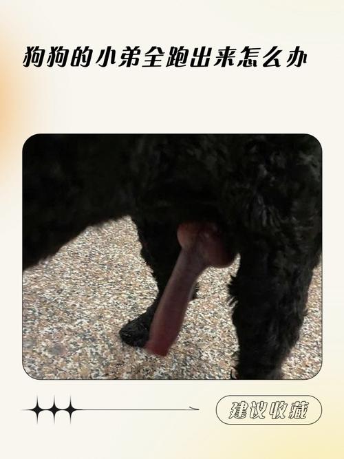 延长寿命还是易胖?(狗狗必须要绝育吗) 延长寿命还是易胖?(狗狗必须要绝育吗)