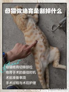 母猫绝育好处多，增重需关注，健康更长寿！（小母猫绝育后有啥副作用）