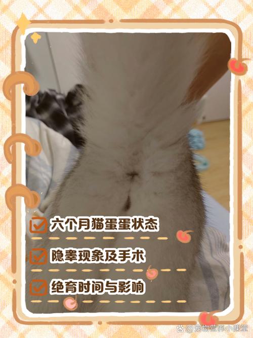 公猫几个月绝育合适?(公猫蛋蛋几个月长出来) 公猫几个月绝育合适?(公猫蛋蛋几个月长出来)