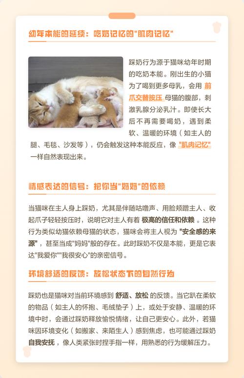 猫咪踩奶原因及注意事项(小猫经常踩奶的好处和坏处) 猫咪踩奶原因及注意事项(小猫经常踩奶的好处和坏处)