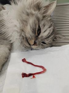 绝育母猫哺乳能力会下降吗？（绝育影响母猫产奶吗）