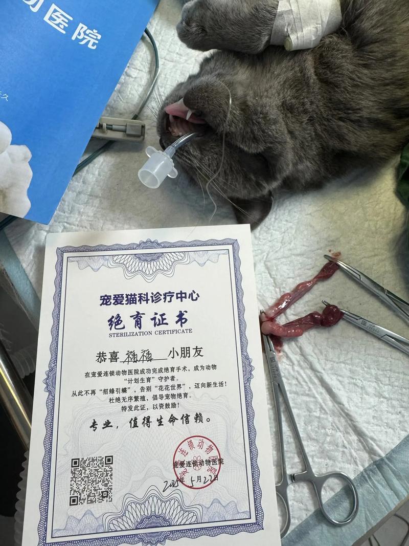 体重达标再手术(母猫太瘦可以做绝育吗) 体重达标再手术(母猫太瘦可以做绝育吗)