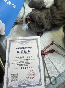 体重达标再手术（母猫太瘦可以做绝育吗）
