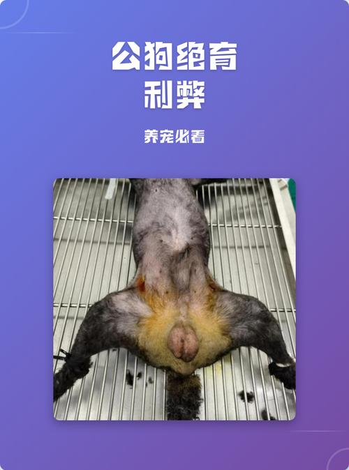 性格温顺寿命长,但易胖有风险需权衡(公狗绝育的好处与坏处) 性格温顺寿命长,但易胖有风险需权衡(公狗绝育的好处与坏处)