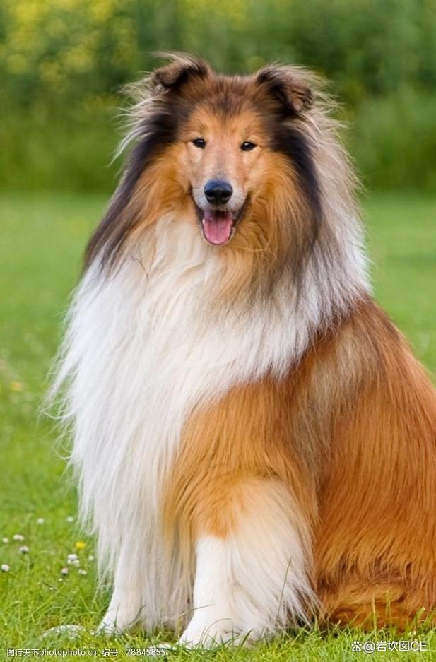 50热门宠物犬性格,高清美图赏析!(狗狗图片大全大图) 50热门宠物犬性格,高清美图赏析!(狗狗图片大全大图)