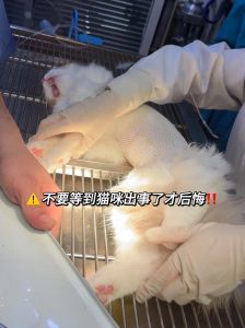 猫咪掉毛多？季节性正常，异常需警惕健康！（猫排毛怎么看）