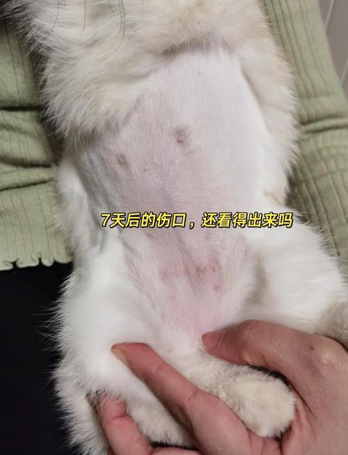 母猫母狗都能做绝育,健康又省心,减少流浪(母狗母猫能绝育吗) 母猫母狗都能做绝育,健康又省心,减少流浪(母狗母猫能绝育吗)