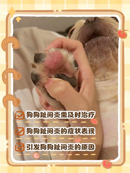 小狗脚部受伤怎么办?(小狗脚割烂了怎么处理) 小狗脚部受伤怎么办?(小狗脚割烂了怎么处理)